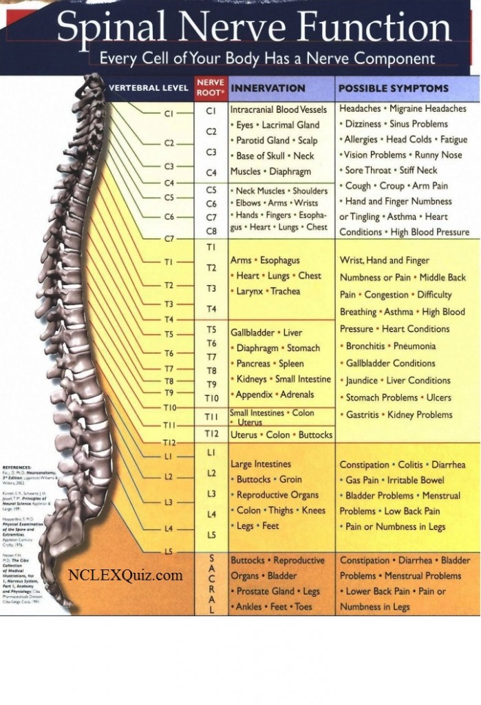 Spinal Nerve Function Chart NCLEX Quiz