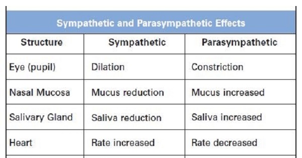 sympathetic vs parasympathetic chart