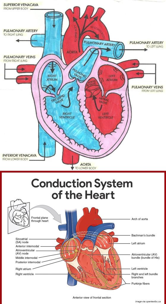 simple heart blood flow