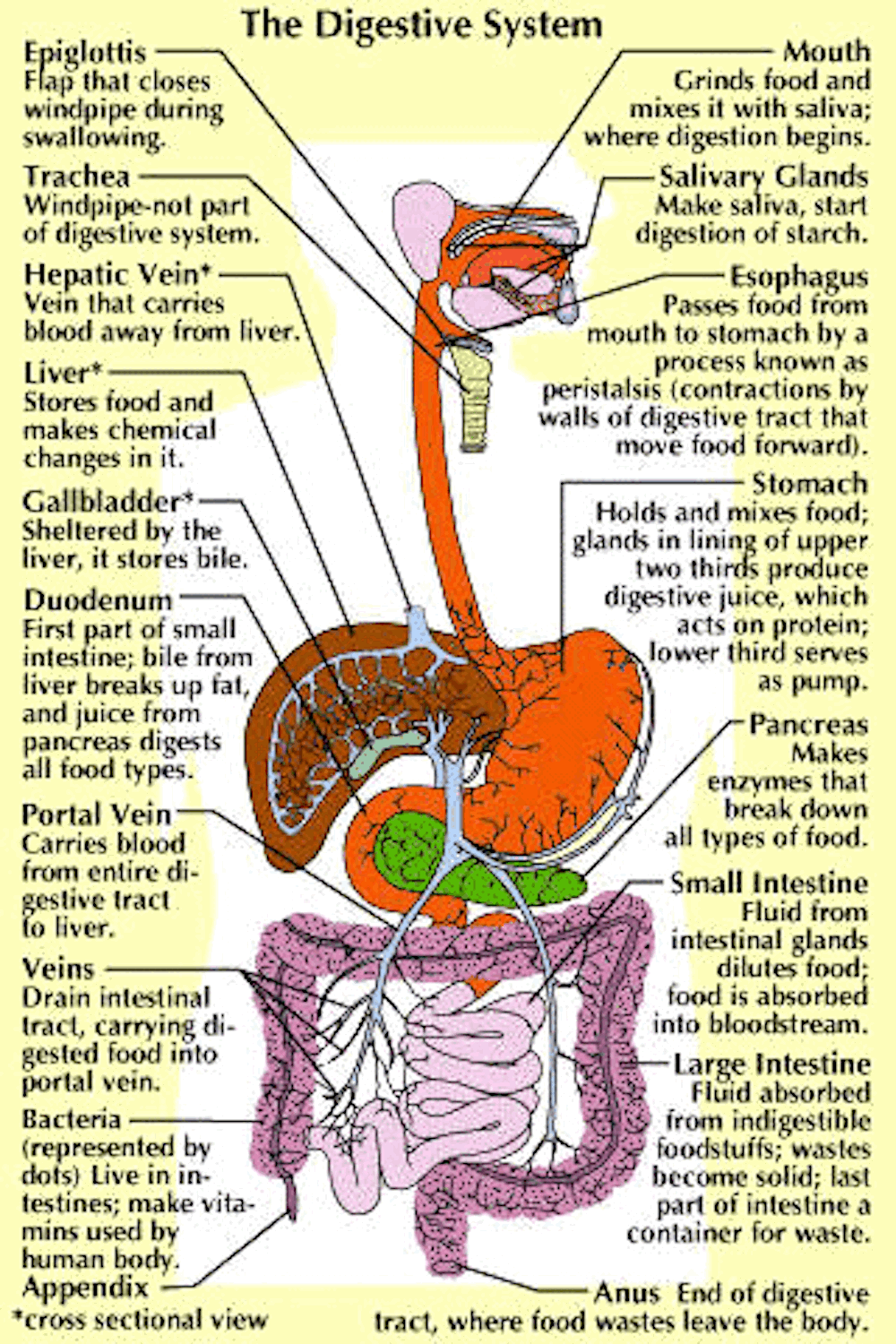 Digestive System Parts List